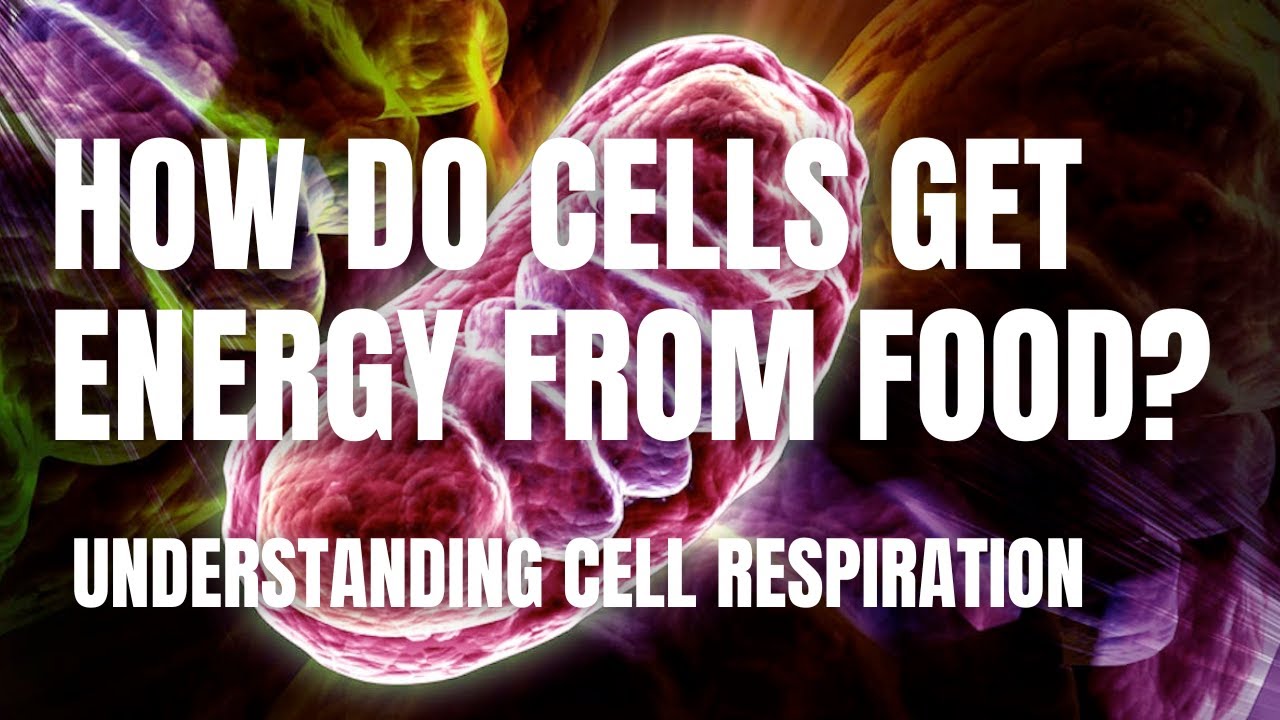 Cellular Respiration: How Cells Release Energy from Food | Middle School Science