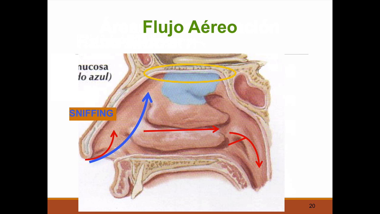 Fisiología nasal