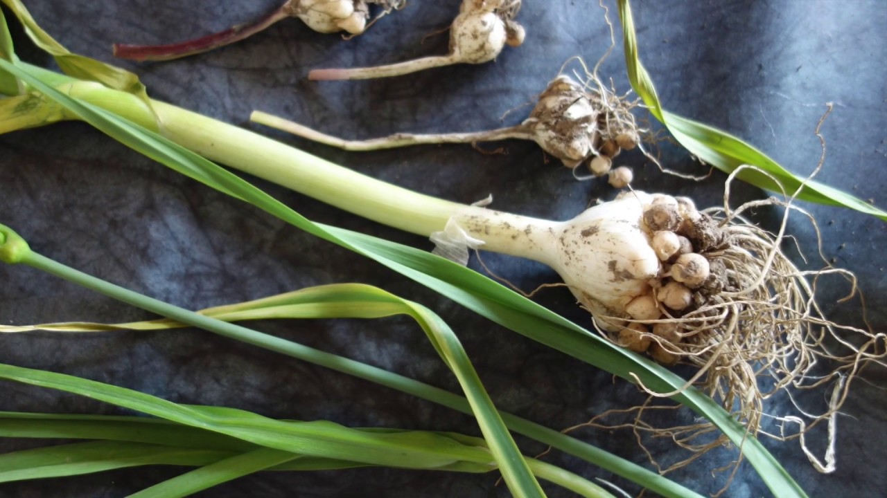 POIREAU PERPETUEL AU JARDIN FORET COMESTIBLE