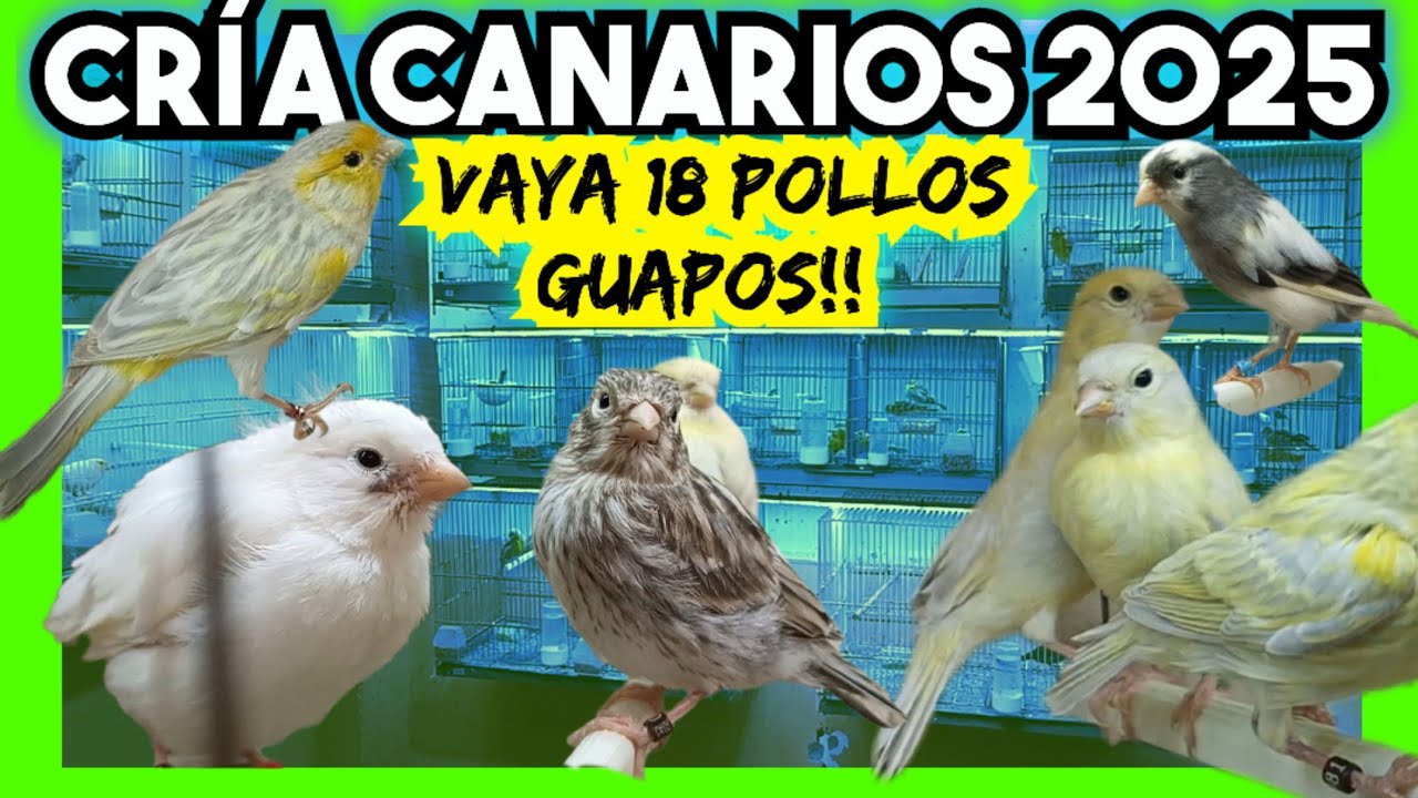 🪺🐦#7 Habéis visto éstos NUEVOS❓ QUÉ MARAVILLA!!🤩