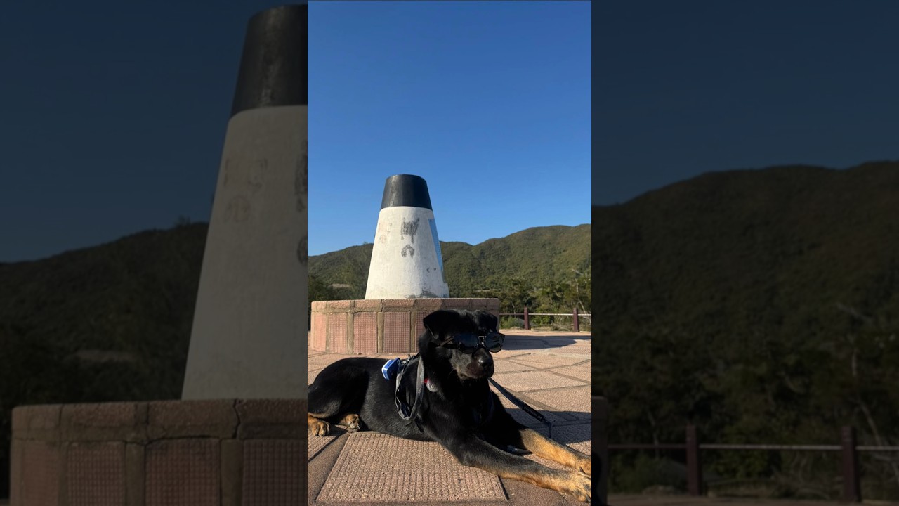 Dog's Life with Shady 