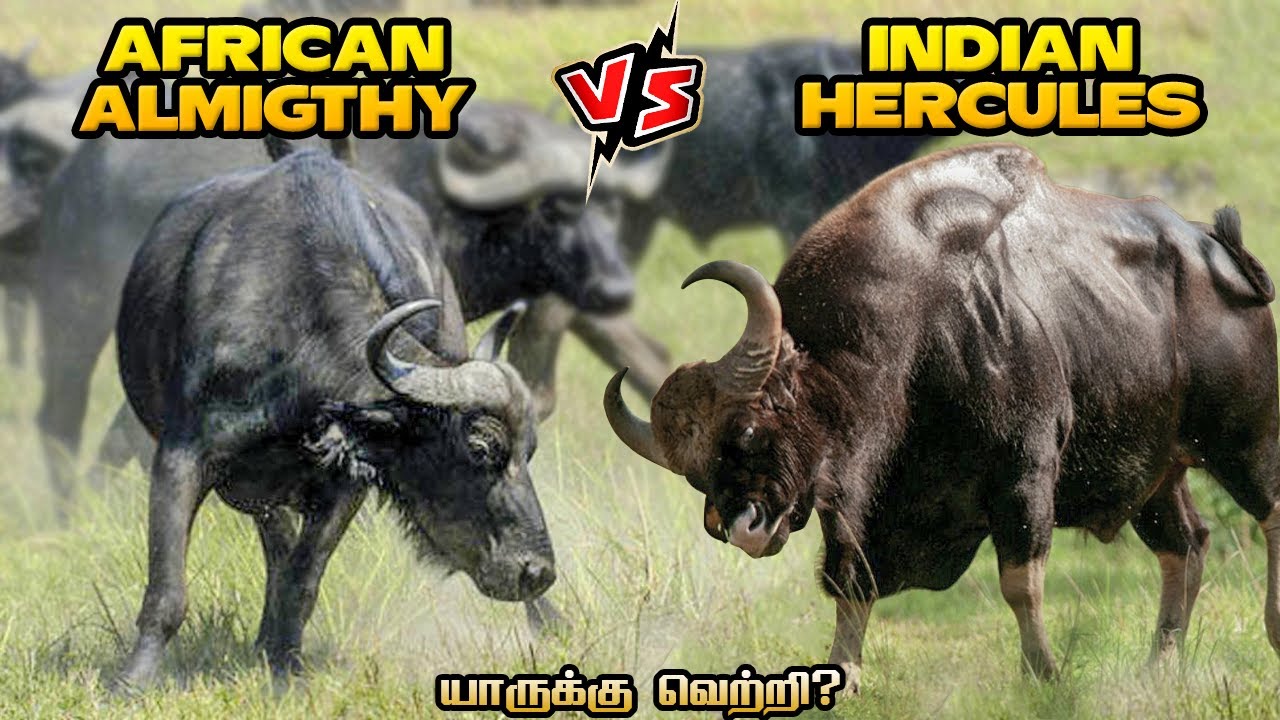 Indian Bison vs Cape Buffalo in Tamil | இந்தியன் பைஸன் vs ஆப்பிரிக்க காட்டெருமை #savagepoint