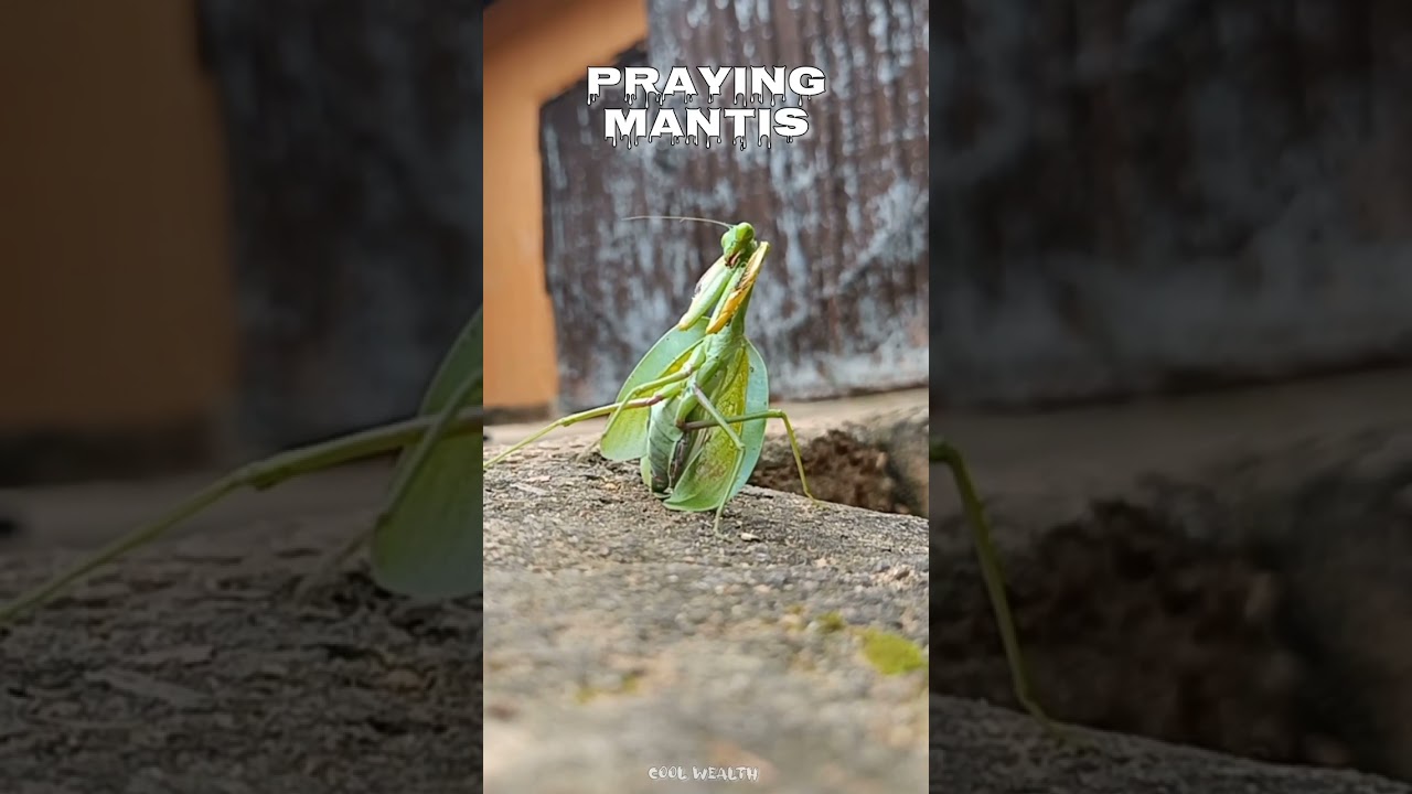 praying mantis vs cat 