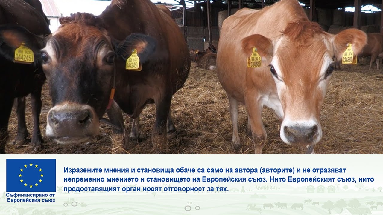 Животновъден дневник: Холщайн и Джерсей във фермата на Тодор Ванев, автор: Мирела Спасова