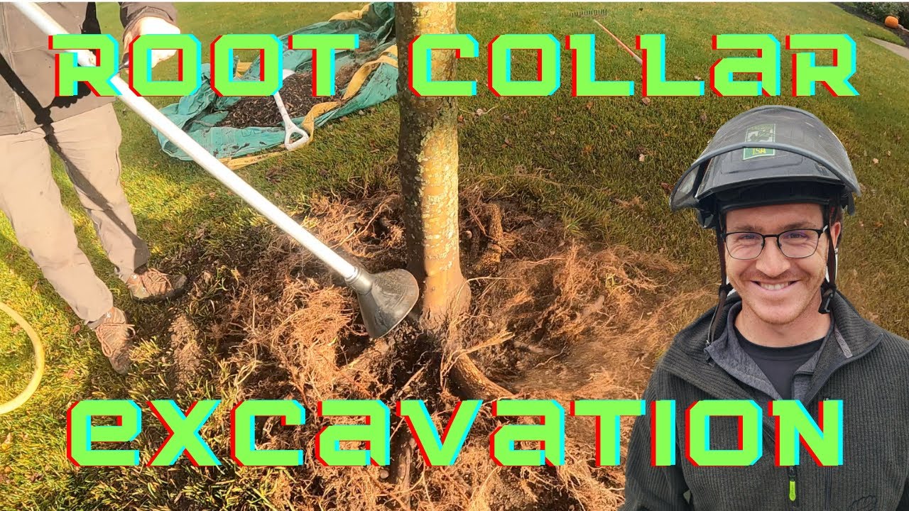 This Tree Was Planted Too Deep - Root Collar Excavation
