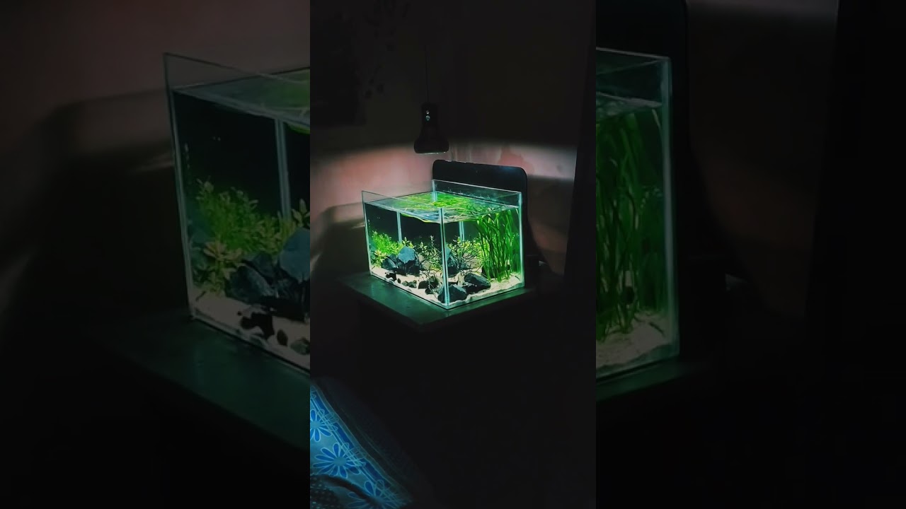 biotopes planted aquarium setup 