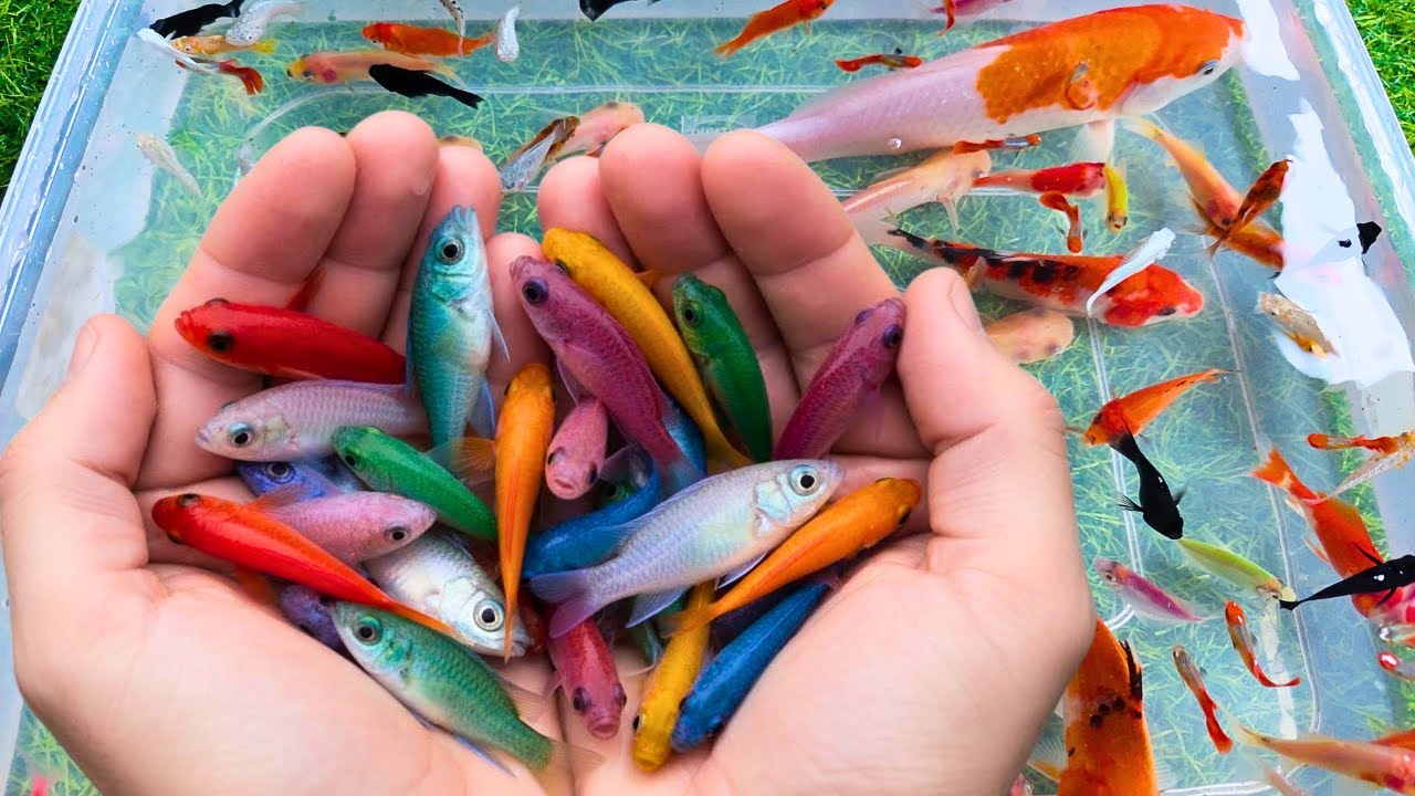 Catch beautiful aquarium fish in small pond baby turtles,goldfish, platy fish, glass fish, koi, eel