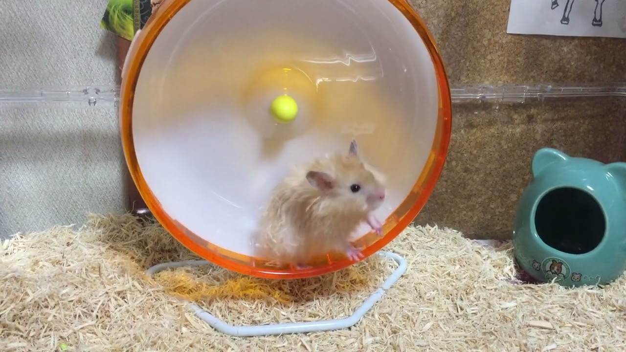 ハムスターがひたすら走って疲れるところを見る動画
