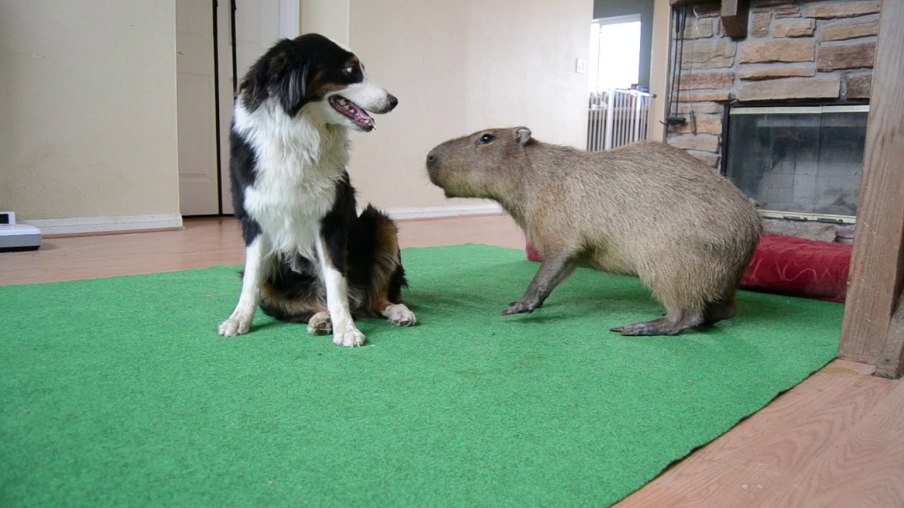 Dog and Capybara 2