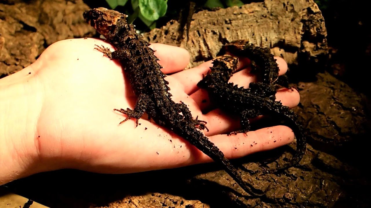 Juvenile Red-Eyed Crocodile Skinks (Tribolonotus gracilis)