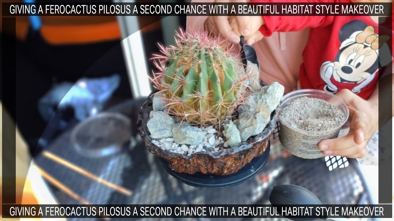 SAVING A FEROCACTUS PILOSUS - HABITAT STYLE TRANSFORMATION!