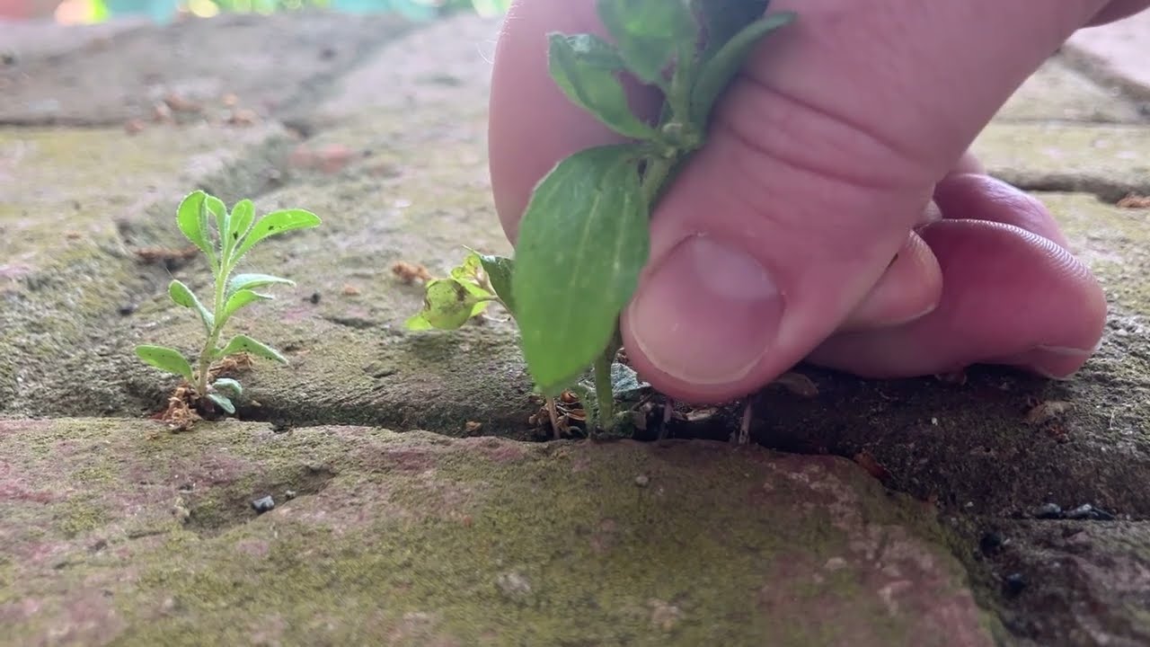 Satisfying weed pulling with sound