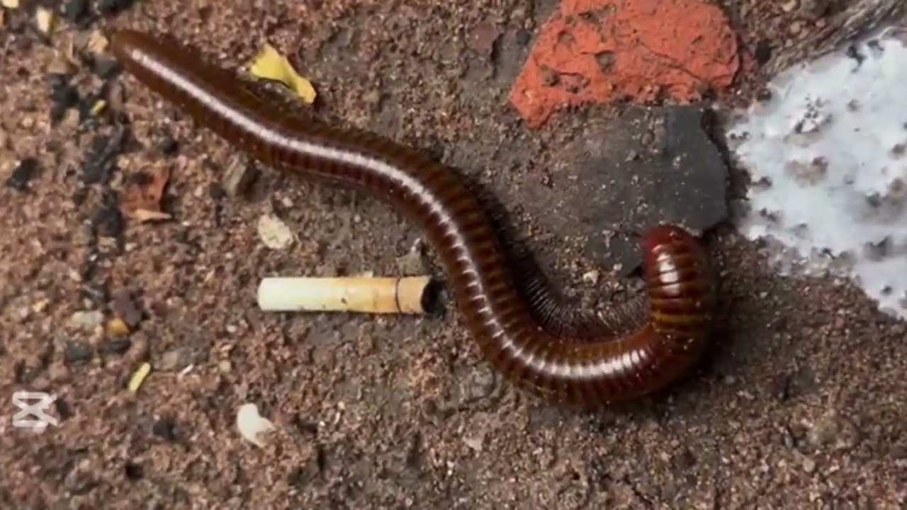 Millipede សត្វម្រើមព្រះ  ឬហៅថាសត្វម្រោមម្រះ Lovely Animals25