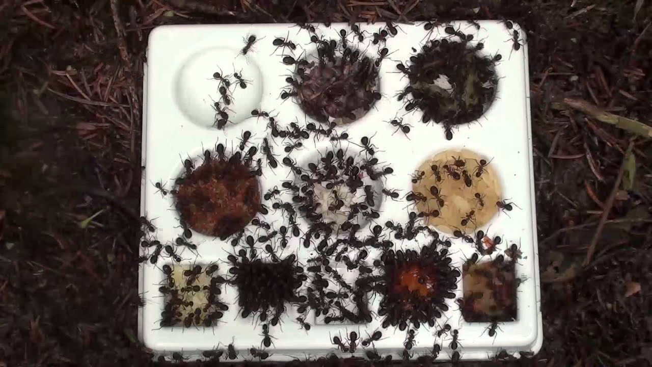 Repas de fourmis rousses en accéléré