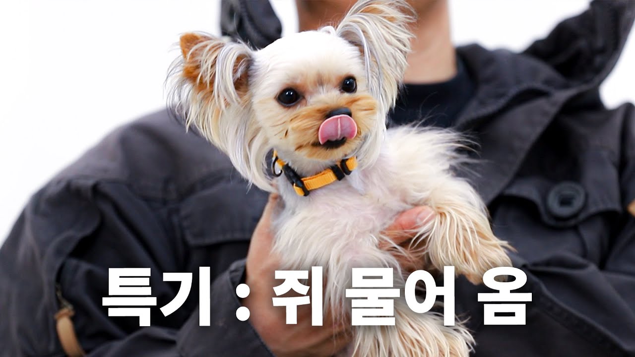 육구시타리아의 반전 매력. 내 안에 도베르만 있다.ㅣ견종백과 요크셔테리어편