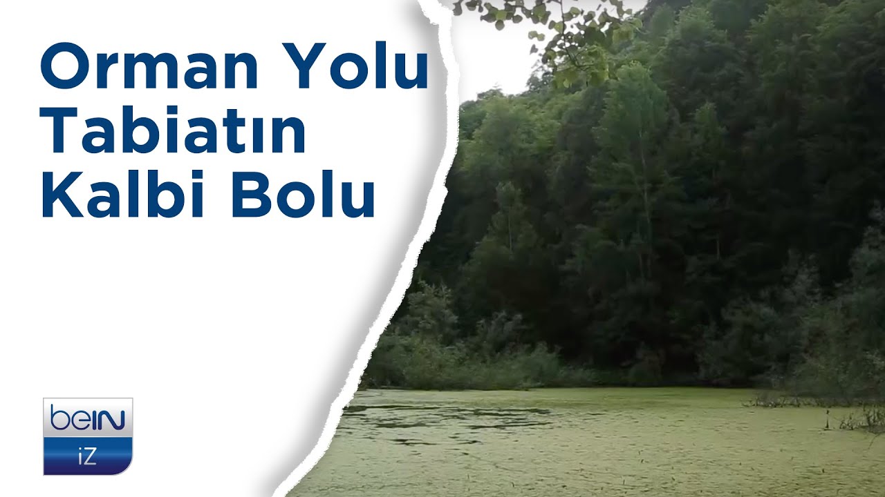 beIN İZ Belgesel | Orman Yolu: Tabiatın Kalbi Bolu