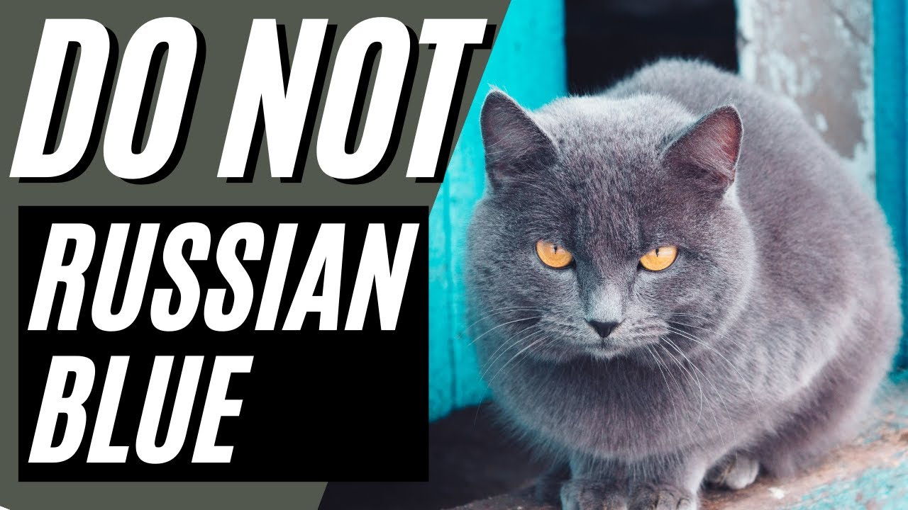 7 причин, по которым вам НЕ стоит заводить русскую голубую кошку