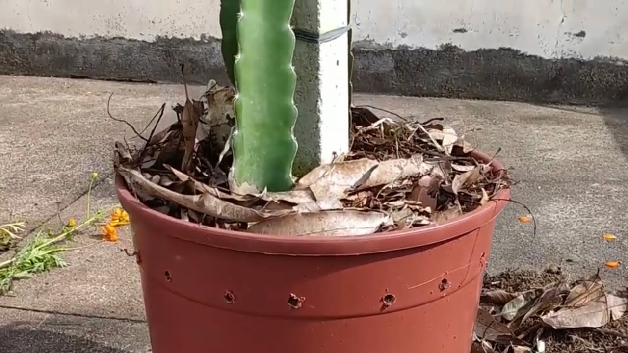 77) Plantio de Pitaya em vaso, cuidado! Saiba porque a planta pode ficar sem crescer!