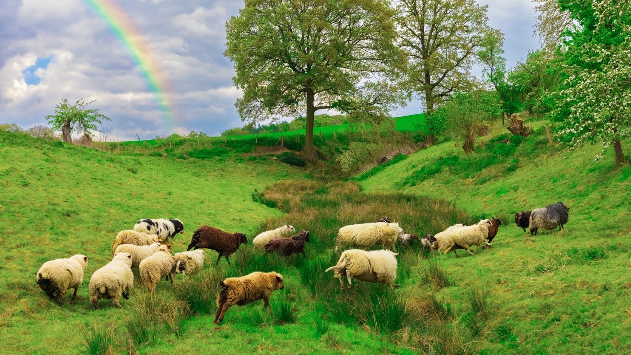 Rainbow Wool |&nbsp;Farm EN