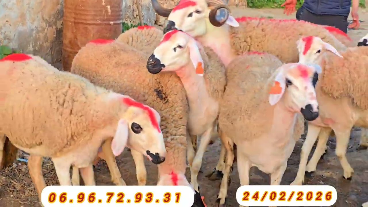 17 حولية لبيع منطقة كيسر إقليم سطات الهاتف 06.96.72.93.31 