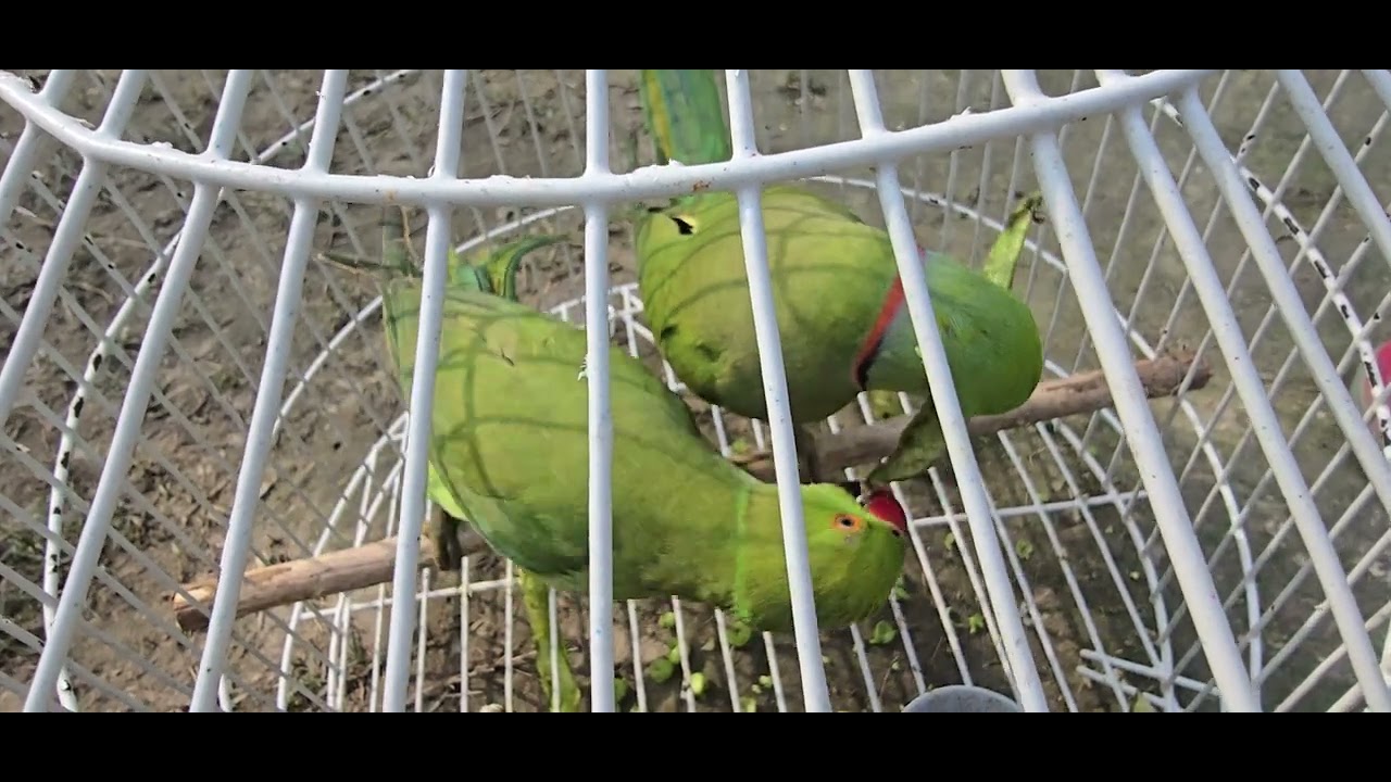 Love ❤️ #songs mitho ka blog🦜🌼❤️#youtubeshorts #song #hindisongs #viralvideo #trending #song #hindis