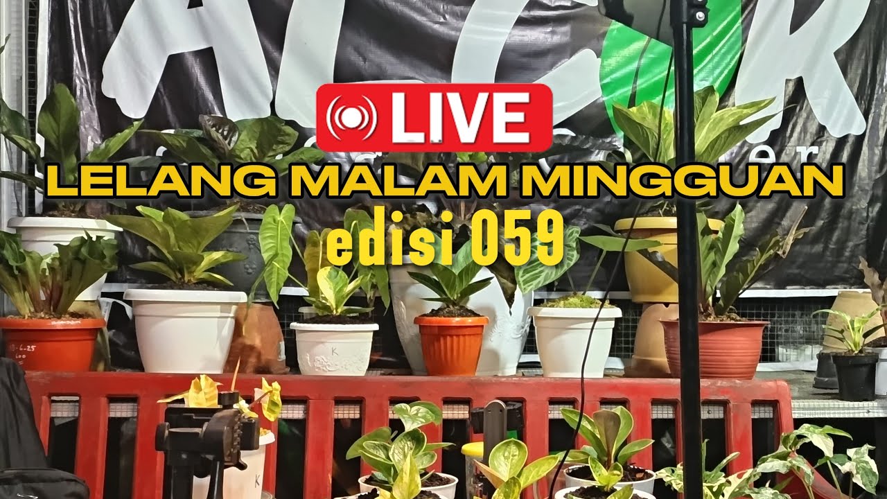 alocasia corner sedang live sekarang! edisi 059
