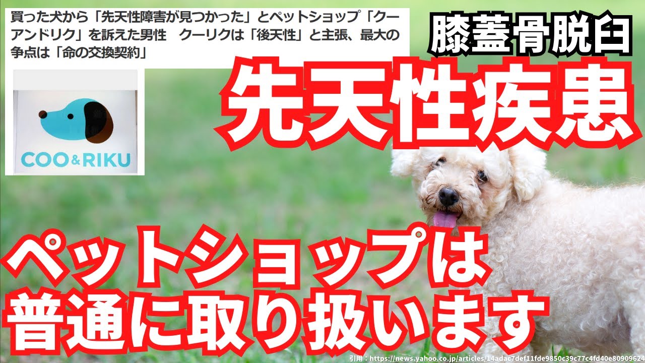 【予防が大切】膝蓋骨脱臼パテラはペットショップではどう扱っているのか【先天性疾患 クーアンドリク】