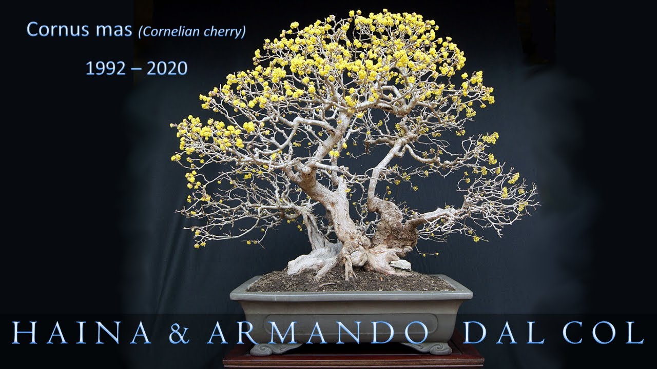 Cornus mas bonsai tree- History and Evolution by Haina & Armando Dal Col