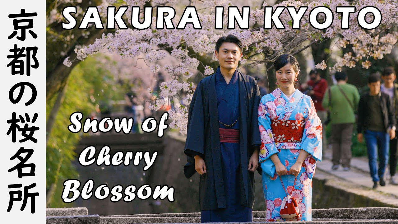 Sakura in Kyoto - Philosopher&rsquo;s Path 2018 - Snow of Cherry Blossoms [4K]