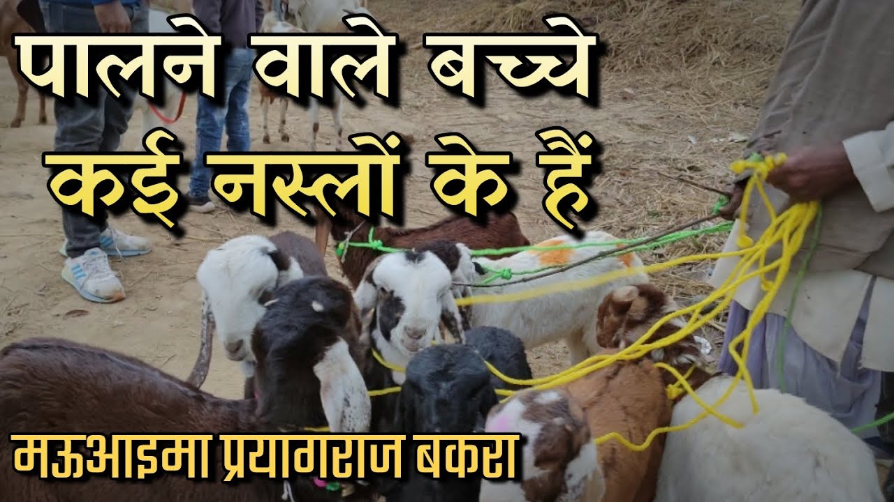 ₹5000 ₹4000 में पलने वाले बच्चे कई नस्लों के हैं✓  मऊआइमा बकरा मंडी #bakramandi #mauaimabakramandi