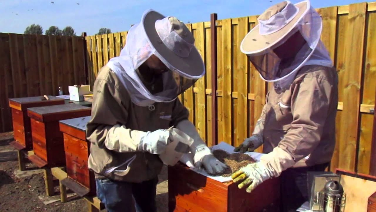 Biological control of Varroa destructor using the predatory mite Stratiolaelaps scimitus