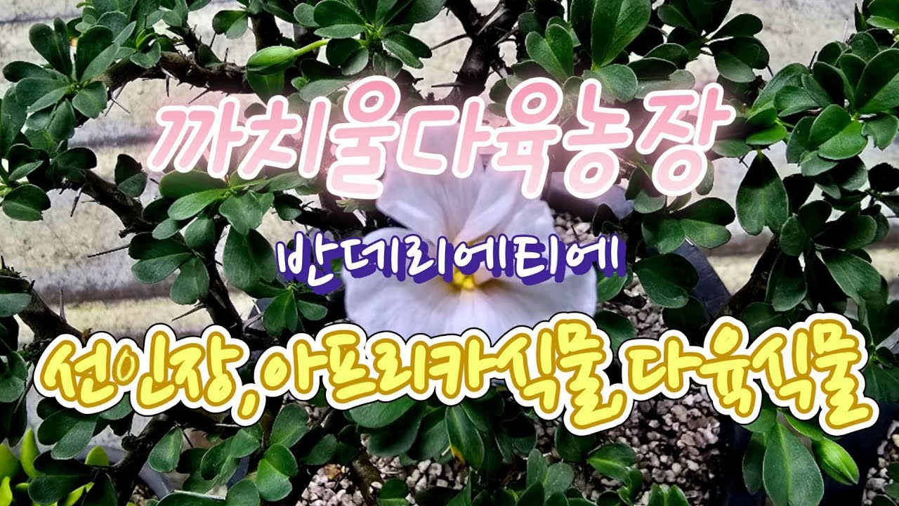 3/17 화요일, 어서오셔요 ~♡오늘도 이쁜애들 많아요 ~^^까치울다육 시흥시죽율로16 010-8648-2718 