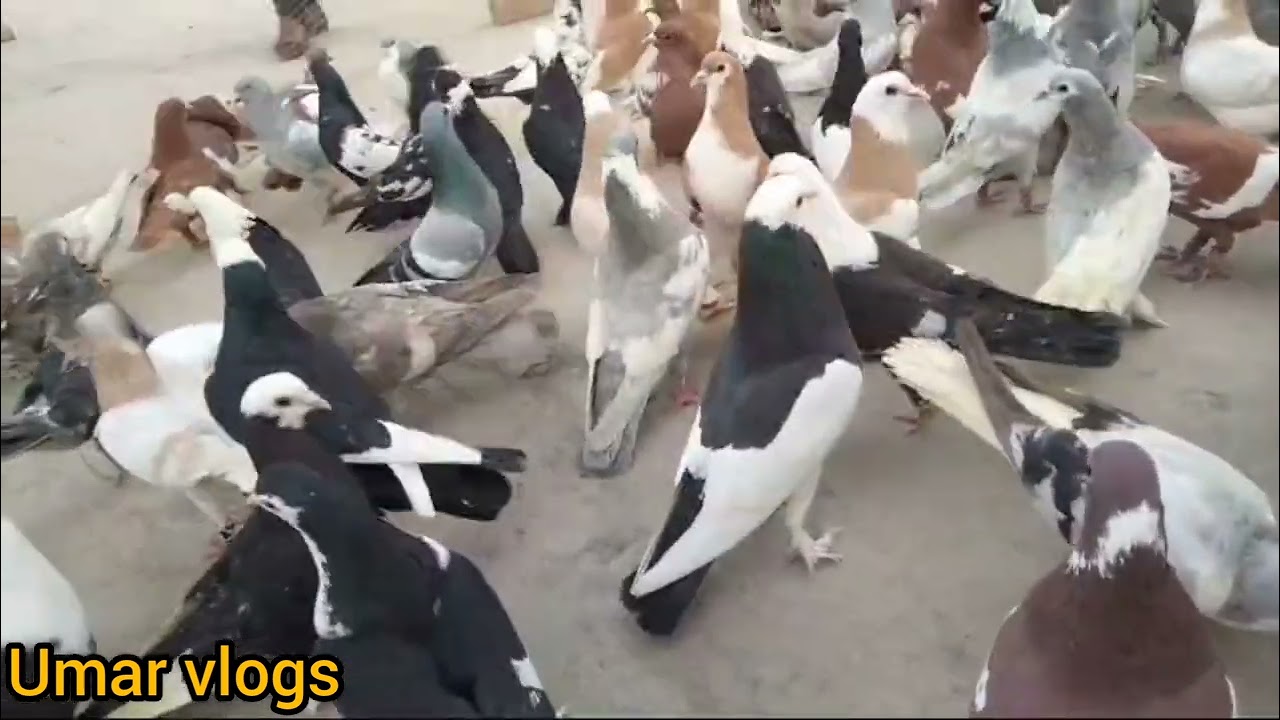 #mashallah #malik #kaleem #bhai #ka #shonk #pigeon #kabootar #multan #fighter #umar #vlogs