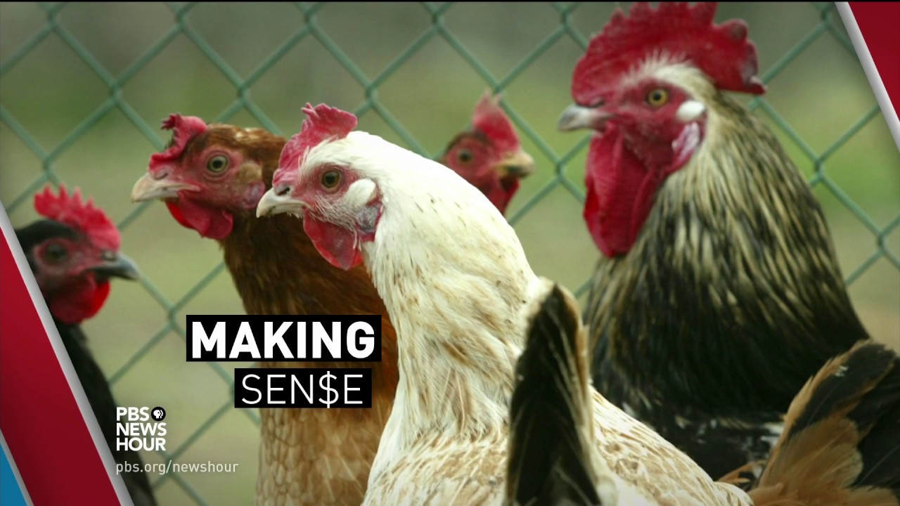 The economic reason this chicken producer gave up antibiotics