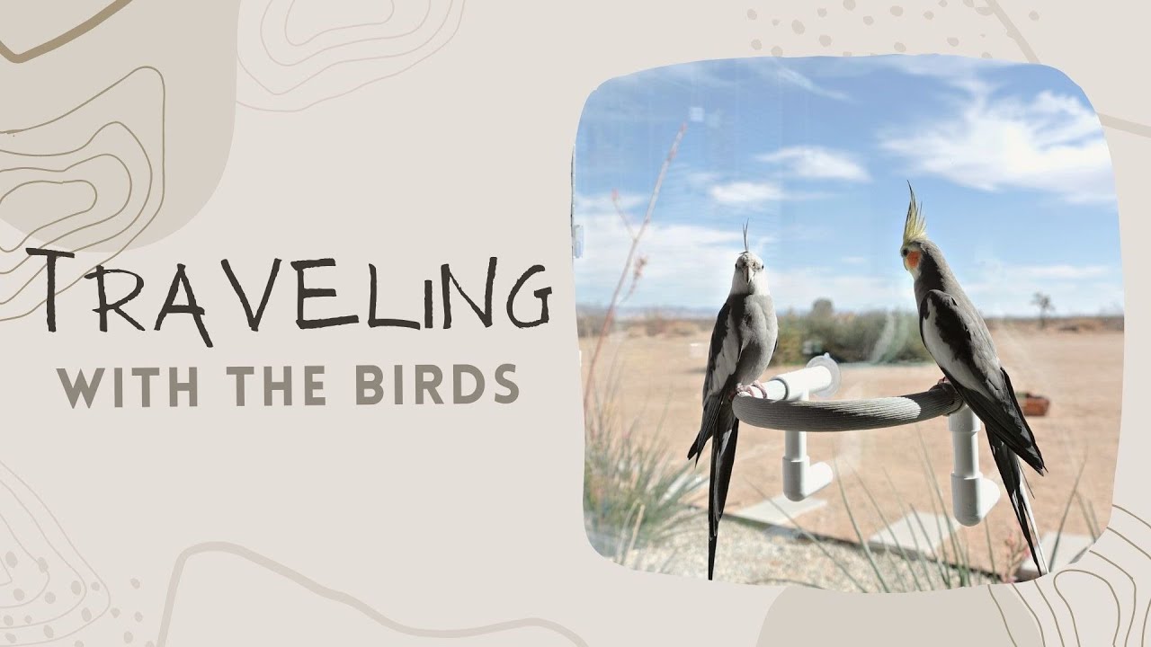 TRAVELING WITH BIRDS | Cockatiels