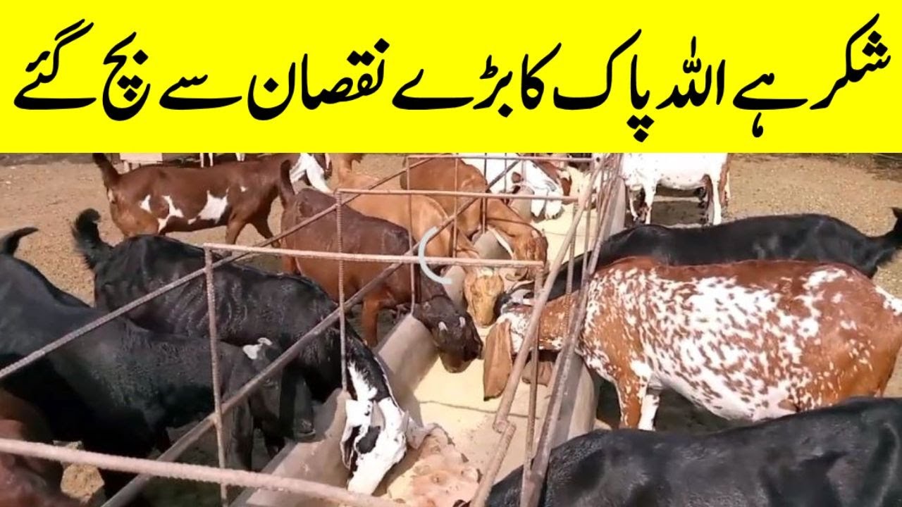 Goat Farming Health Care Guide & Treatment Tips | FMD Medicine