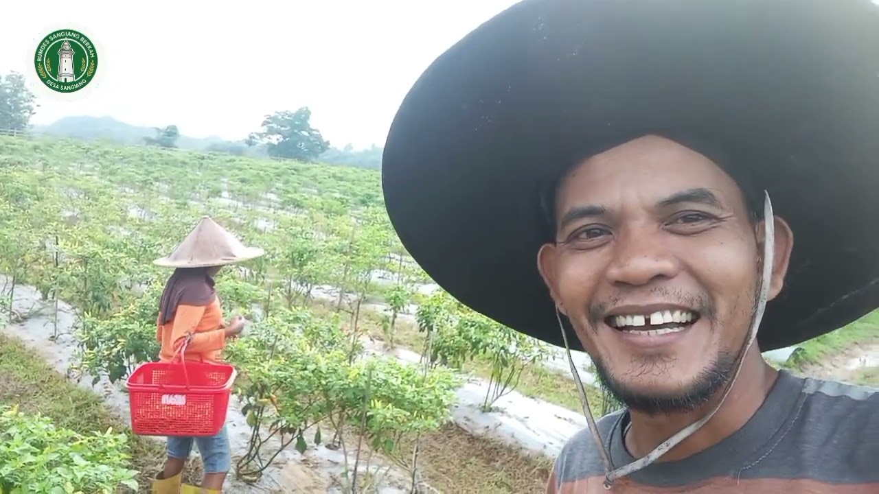 Panen Cabe Lagi Kawan kawan