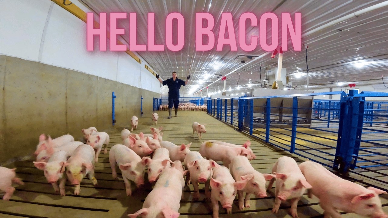 Baby Pigs & Corn Harvest