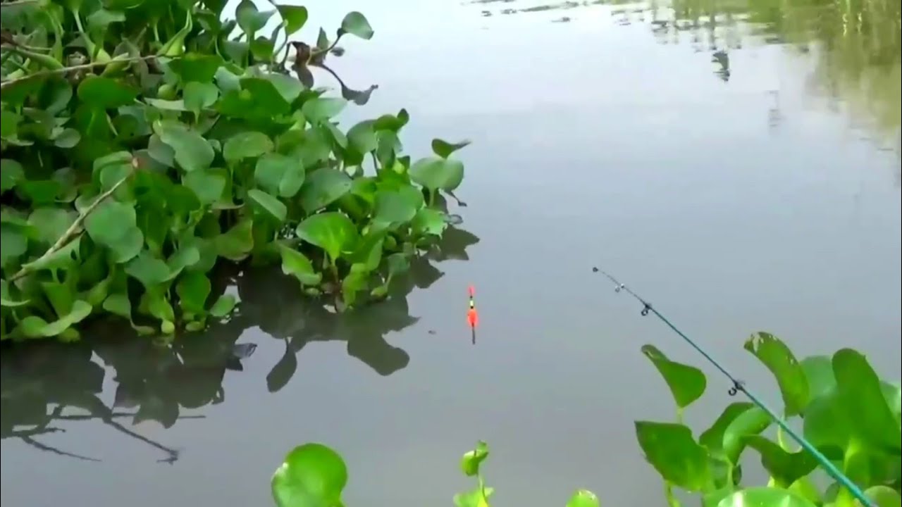 REKOR TERPECAHKAN MANCING DI SPOT INI... Ikannya yang naik babon semua