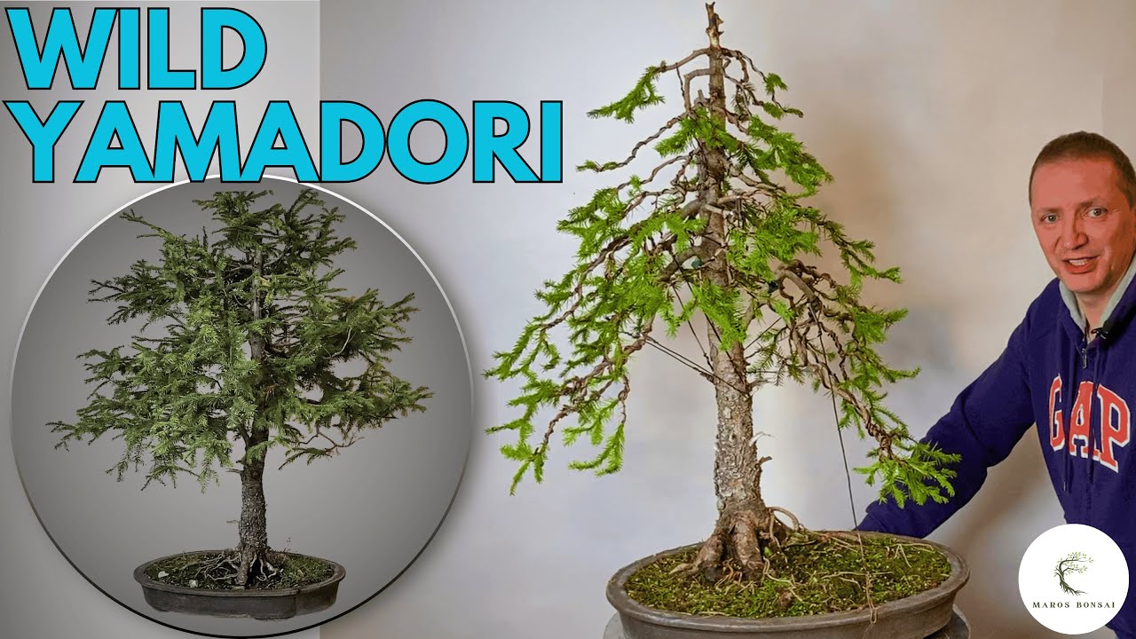 Picea Abies Yamadori Styling — Бонсай из дикой норвежской ели