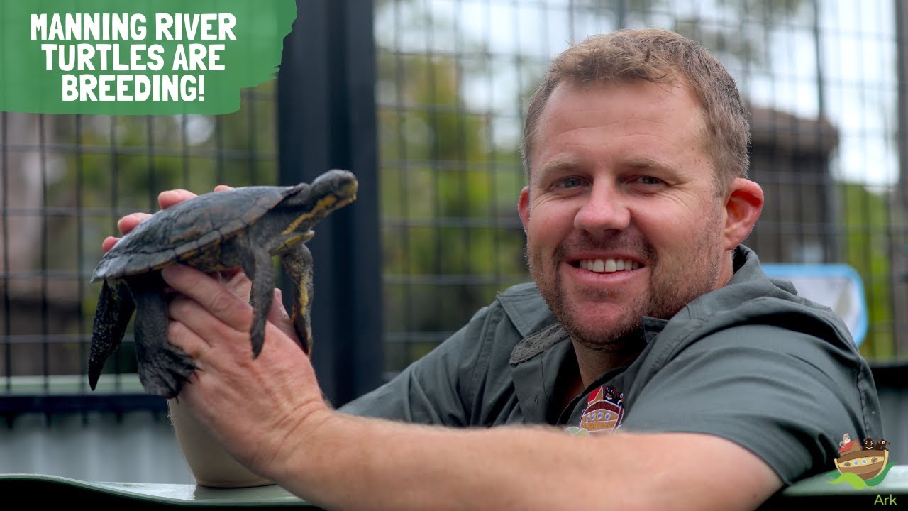 MANNING RIVER TURTLE BREEDING!