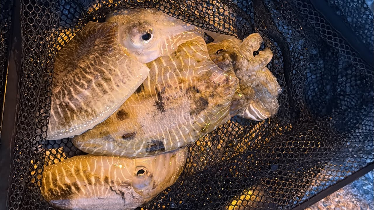 ¡Chocos con Jibionera JUCO y Pesca Nocturna con Sorpresa Final!