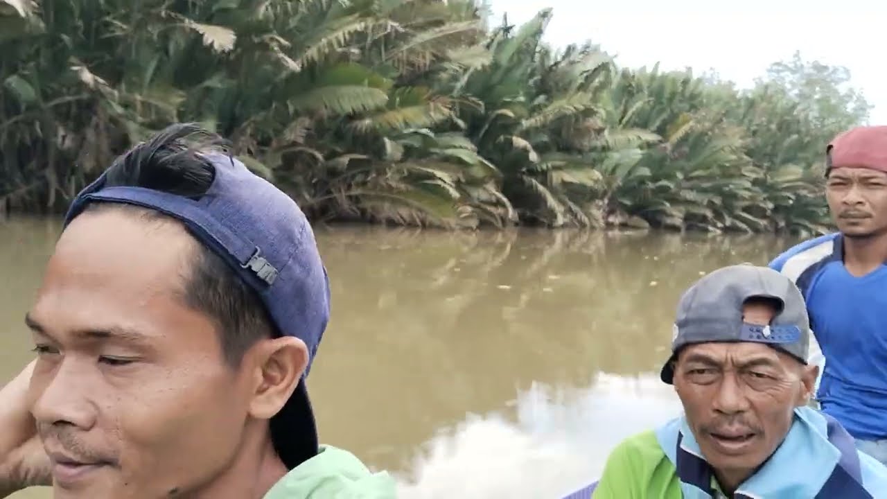 MBOLANG, KE LU 2 CARI KAYU LANJARAN, TANAM MENTIMUN, TRANSMIGRASI KALIMANTAN UTARA