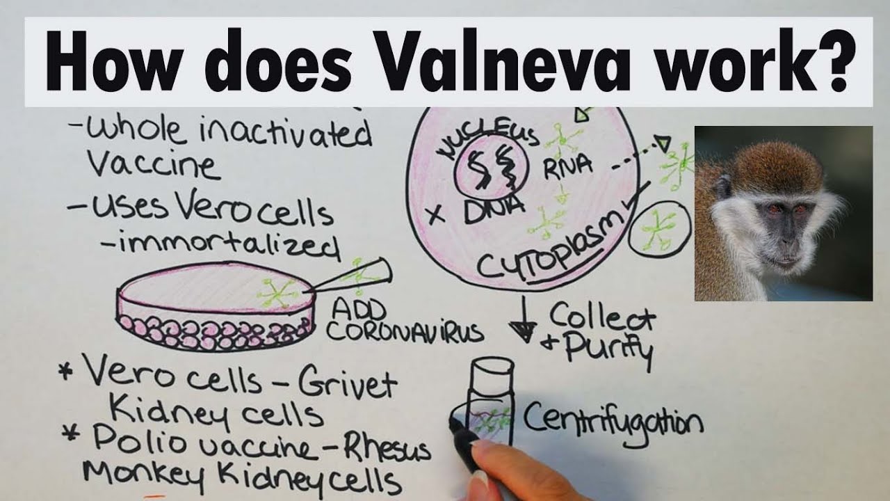 Valneva | How does Valneva work
