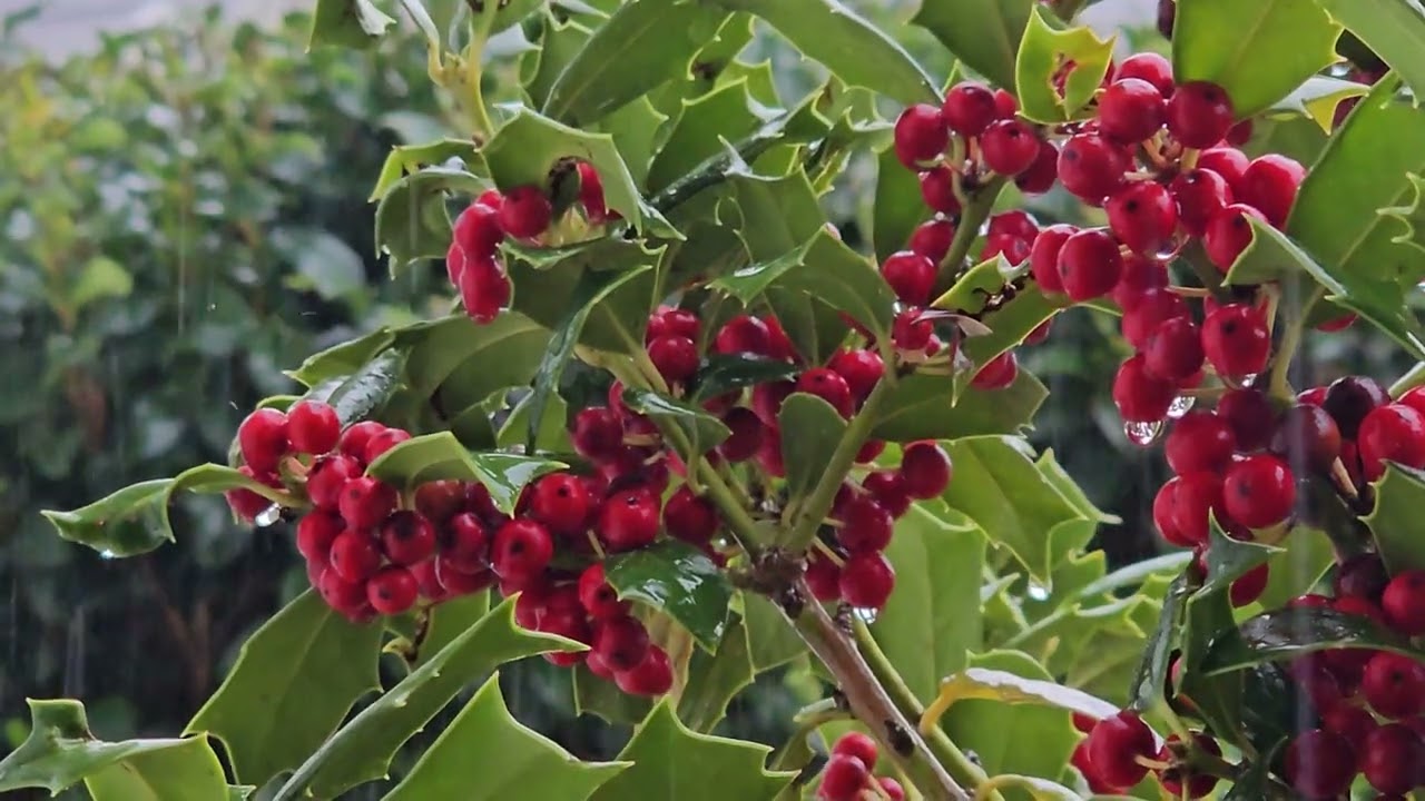 Rain on Holly Berries Ambiance for Sleep, Relaxation, Study, Prayer