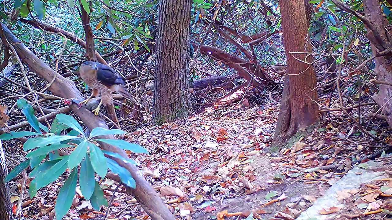 Cooper's or Sharp Shinned hawk with prey.