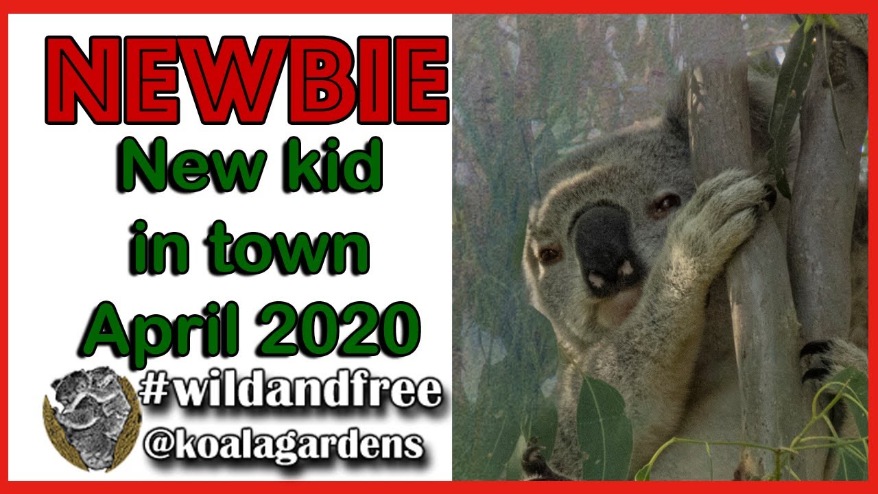 There's a new koala kid in town