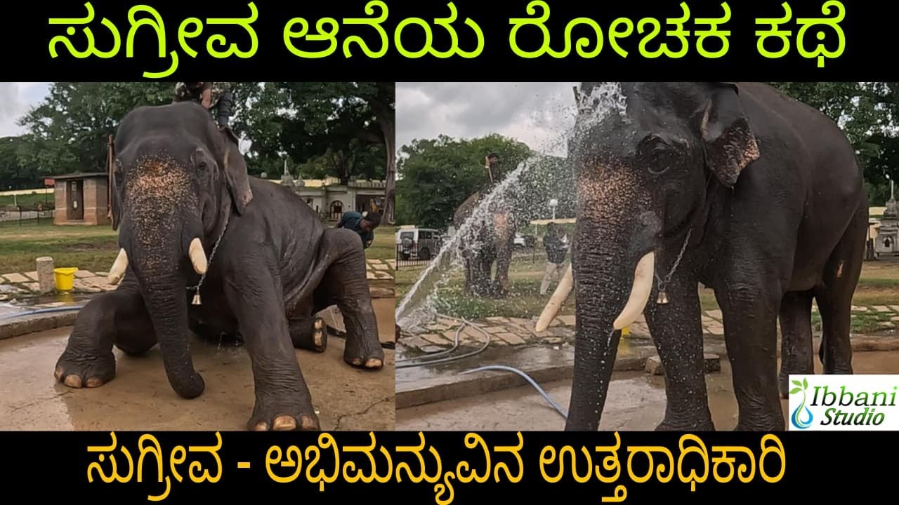 EP 06 | ಸುಗ್ರೀವ ಆನೆಯ ರೋಚಕ ಕಥೆ | Sugriva Elephant in mysore dasara | ಸುಗ್ರೀವ-ಅಭಿಮನ್ಯುವಿನ ಉತ್ತರಾಧಿಕಾರಿ