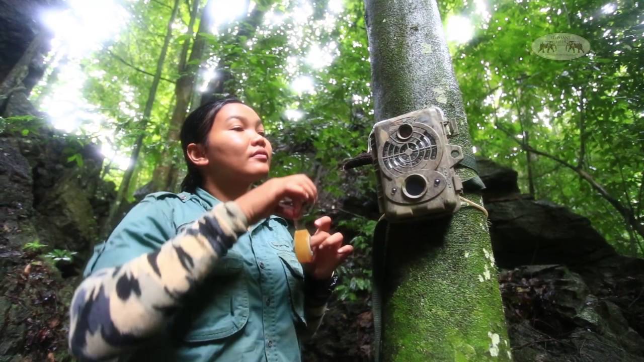 Hidden in one of the world's oldest Rainforests: Wildlife close to extinction!