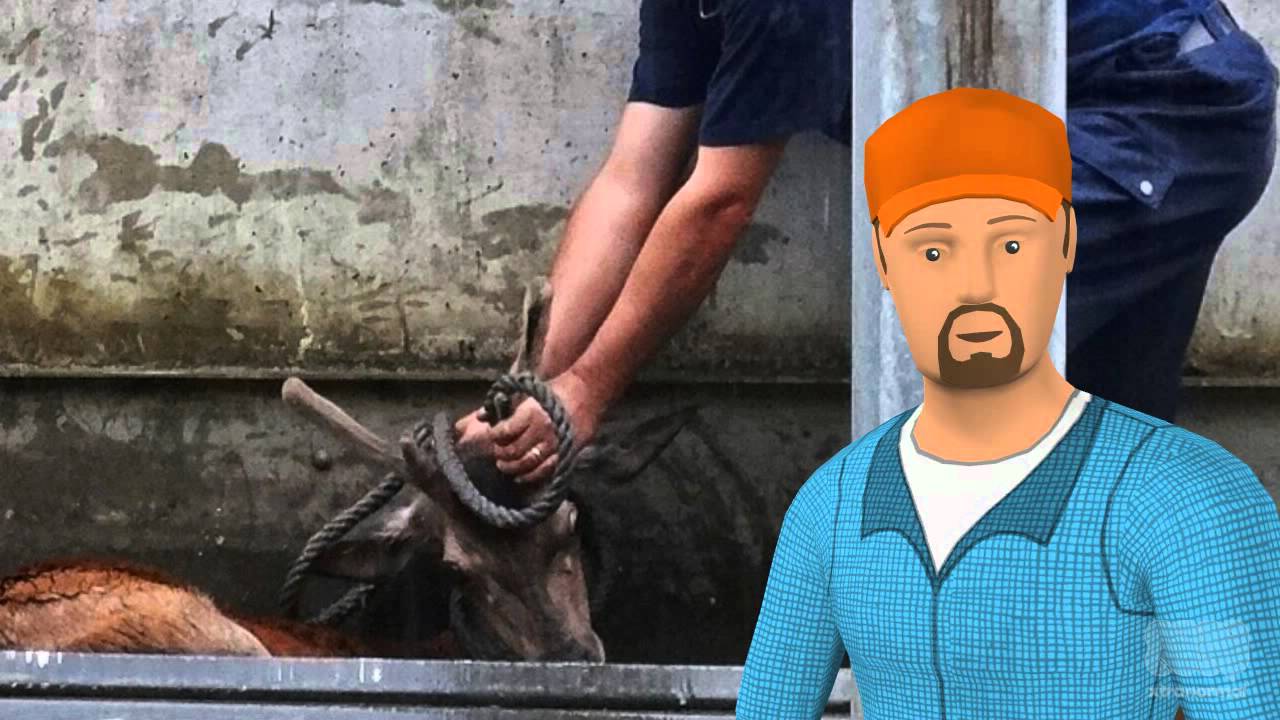 Polizei rettet Hirsch aus Kanal